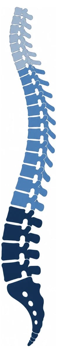 The spine in side view divided into three shaded regions: the neck at the top, the mid back with rib attachments, and the lower back sitting on the sacrum.