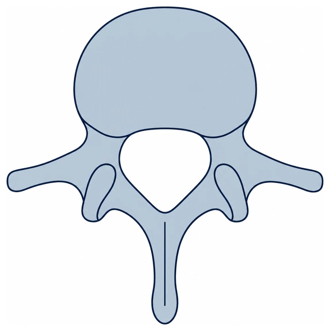 A single lumbar vertebra viewed from above, showing the round body at the front, the opening in the middle, and the processes extending outward and backward.
